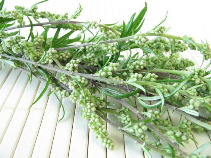 Artemisia: Il Fascino Antico della Pianta della Dea
