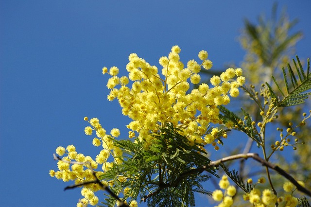 Il profumo della gentilezza: la leggenda della mimosa